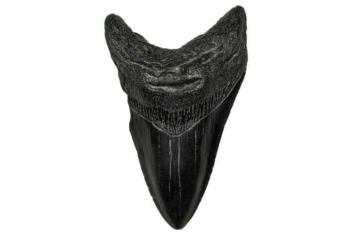 Fossil Megalodon Tooth - South Carolina #333640